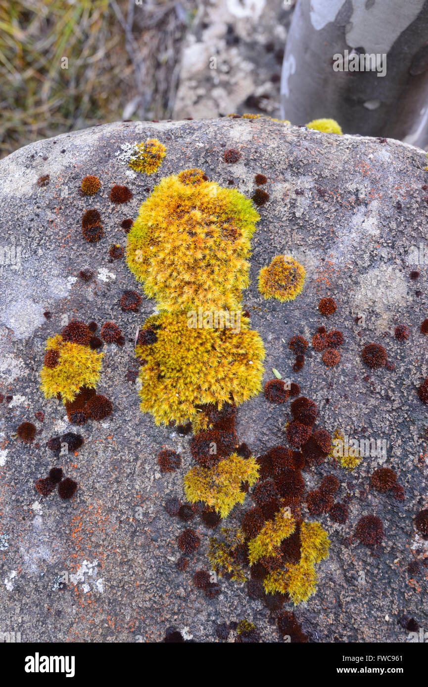 Lichen sur un rocher, Mount Field National Park, Tasmanie, Australie Banque D'Images