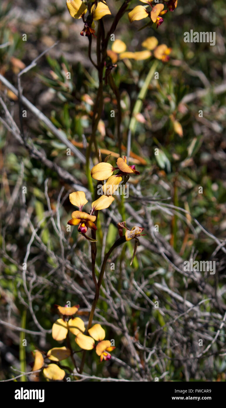 Belle fleur sauvage de l'Australie de l'Ouest rares orchidées orchidaceae diuris âne au printemps en fleurs avec des pétales jaune et marron. Banque D'Images