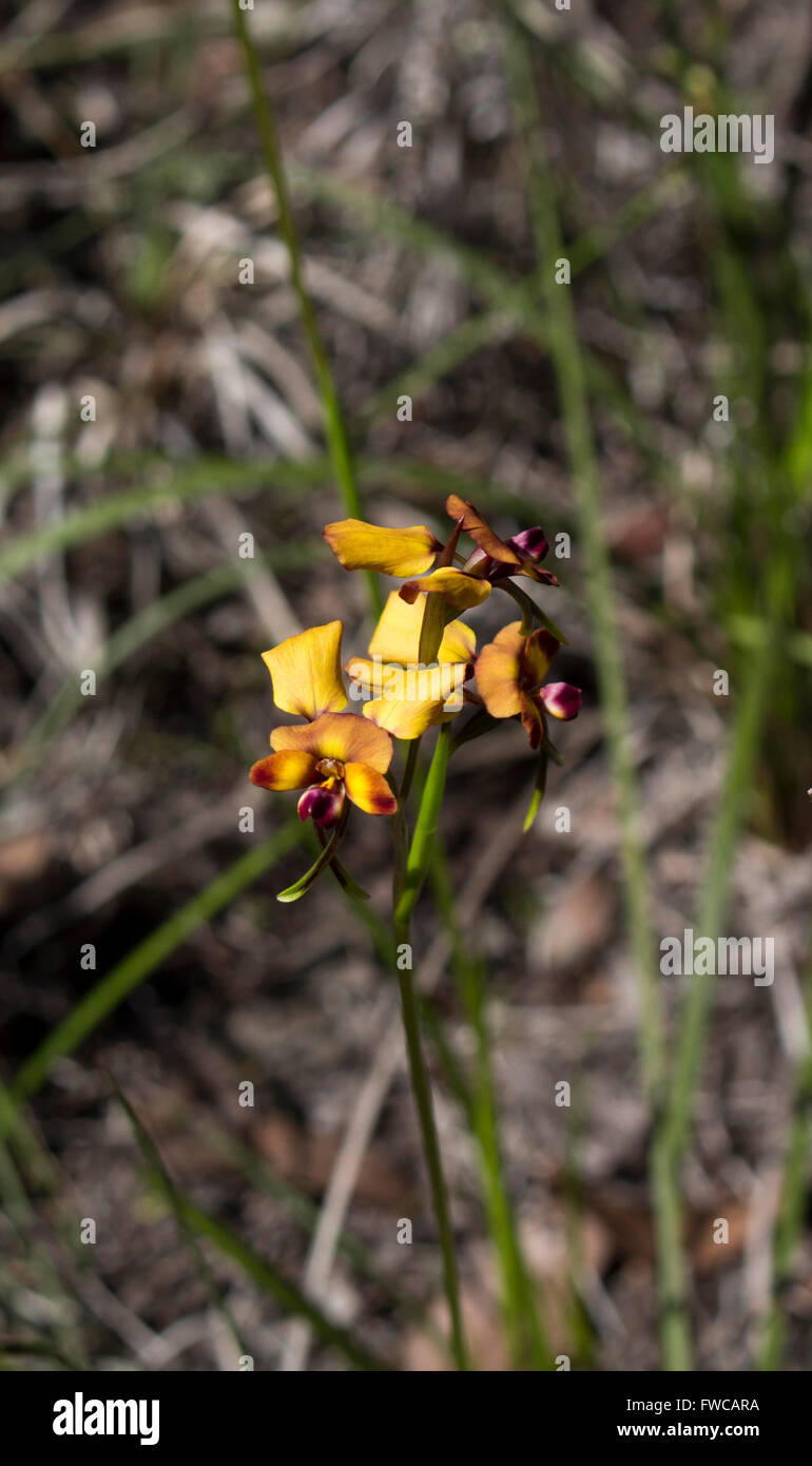 Belle fleur sauvage de l'Australie de l'Ouest rares orchidées orchidaceae diuris âne au printemps en fleurs avec des pétales jaune et marron. Banque D'Images