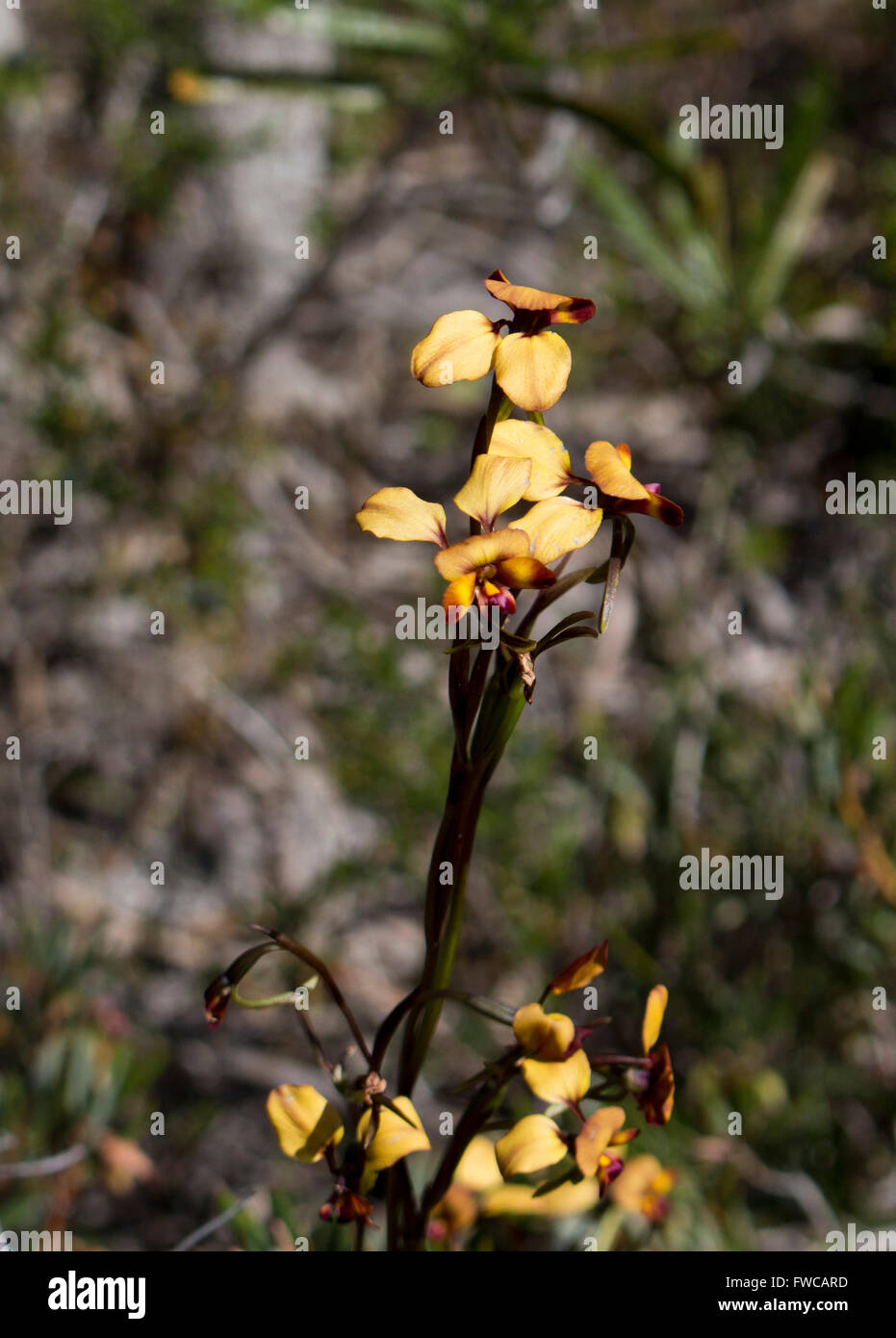 Belle fleur sauvage de l'Australie de l'Ouest rares orchidées orchidaceae diuris âne au printemps en fleurs avec des pétales jaune et marron. Banque D'Images