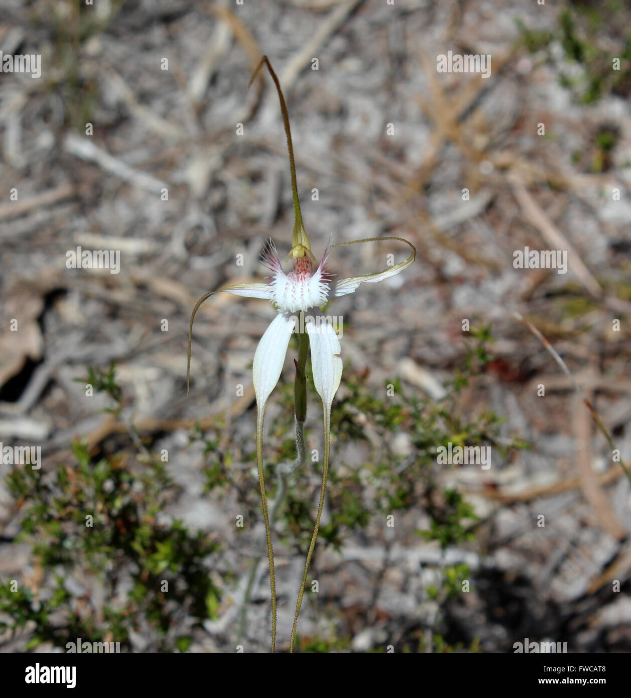 L'Australie Occidentale inhabituelle blanc et rose orchidée araignée caladenia paludosa une rare espèce protégée la floraison au printemps . Banque D'Images