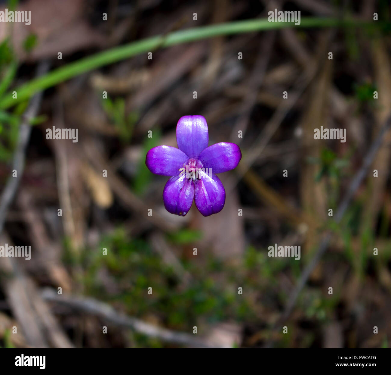 Elythranthera brunonis, émail, orchidée pourpre est une espèce d'orchidée qui est endémique à l'ouest de l'Australie des fleurs au printemps. Banque D'Images