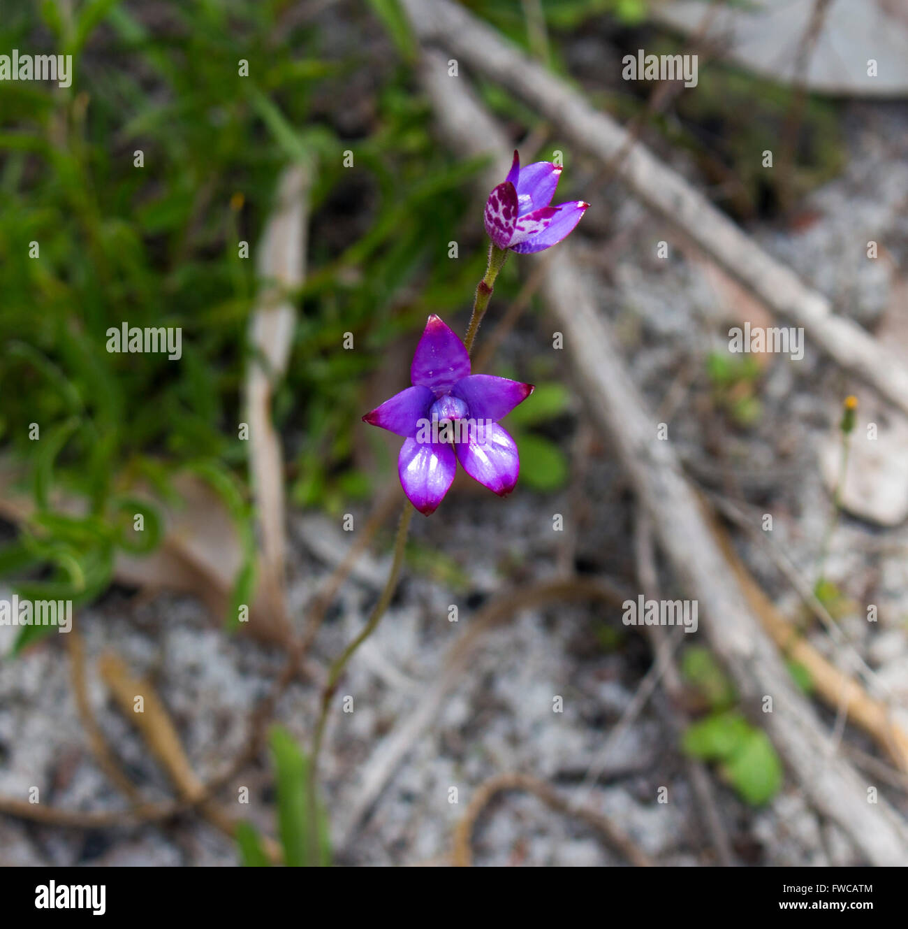 Elythranthera brunonis, émail, orchidée pourpre est une espèce d'orchidée qui est endémique à l'ouest de l'Australie des fleurs au printemps. Banque D'Images
