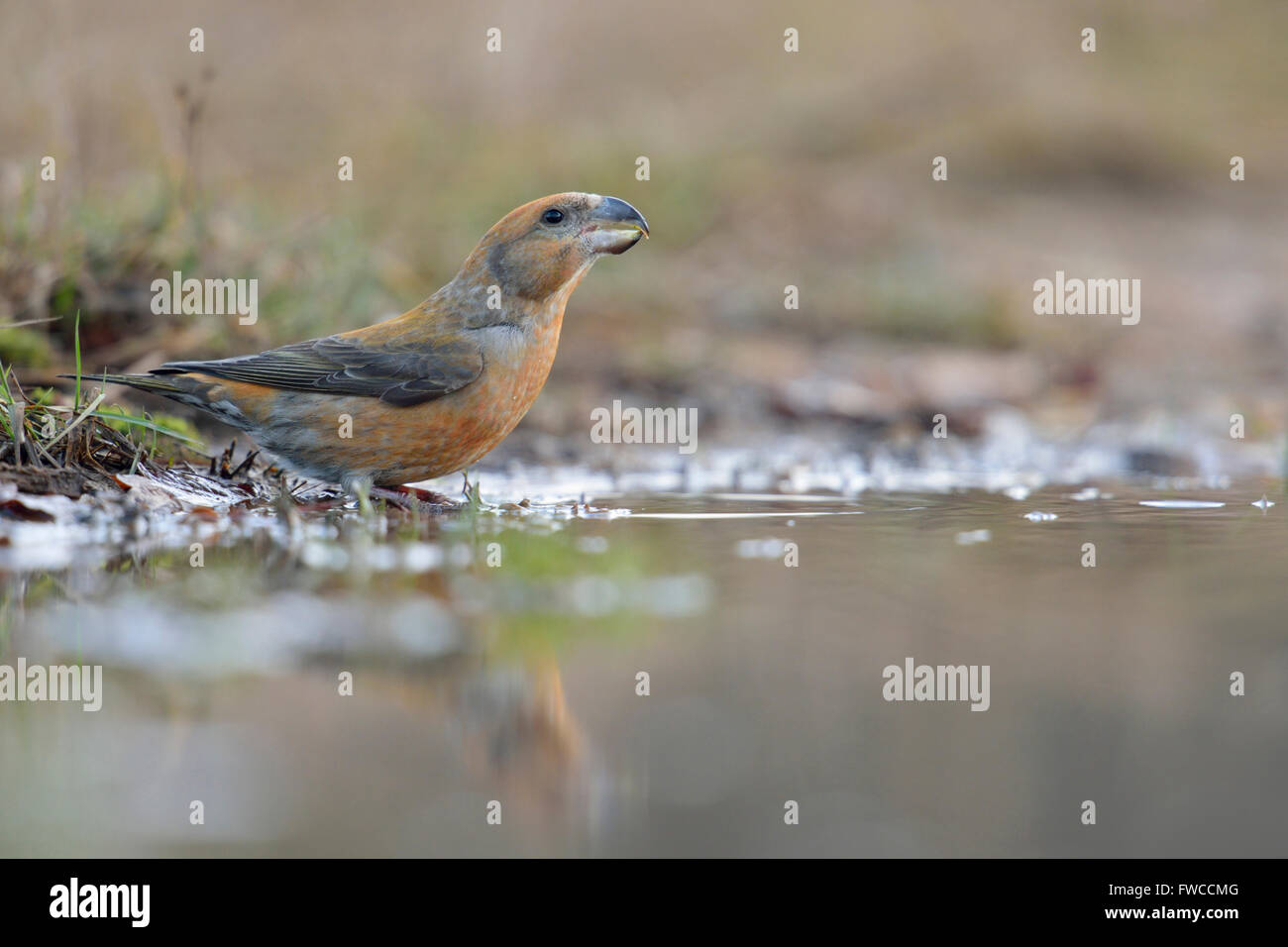 Bec croisé de perroquet ( Loxia pytyopsittacus ), beau mâle rouge adulte, buvant dans une flaque naturelle, point de vue bas, faune, Europe. Banque D'Images
