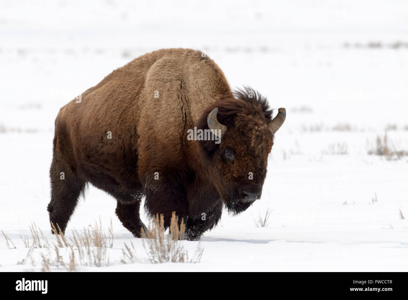 Bison (Bison bison) dans la neige, Lamar Valley, le Parc National de Yellowstone, Wyoming, Montana, USA Banque D'Images