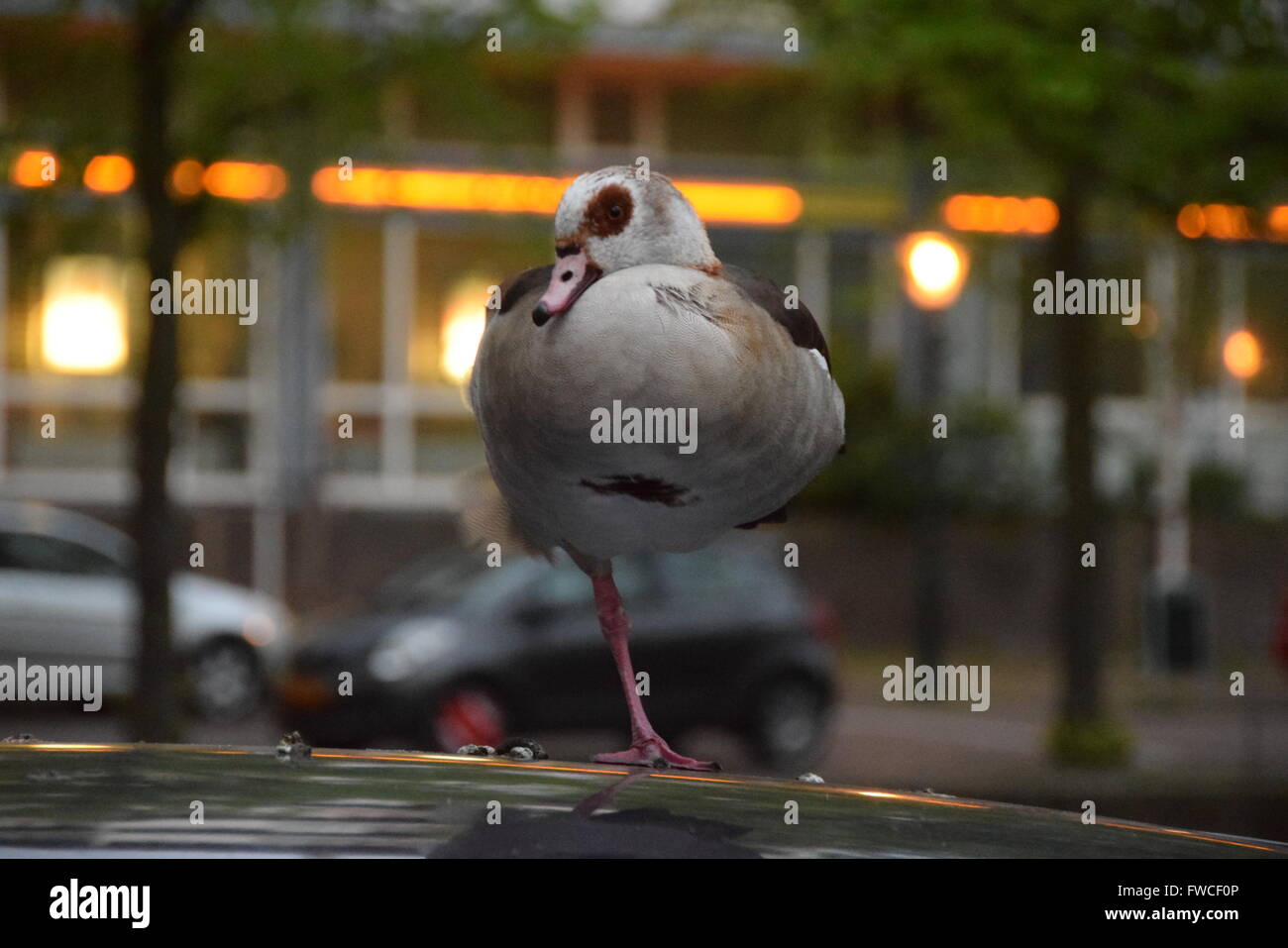 Une jambe levée d'oiseaux sur un toit d'une voiture Banque D'Images