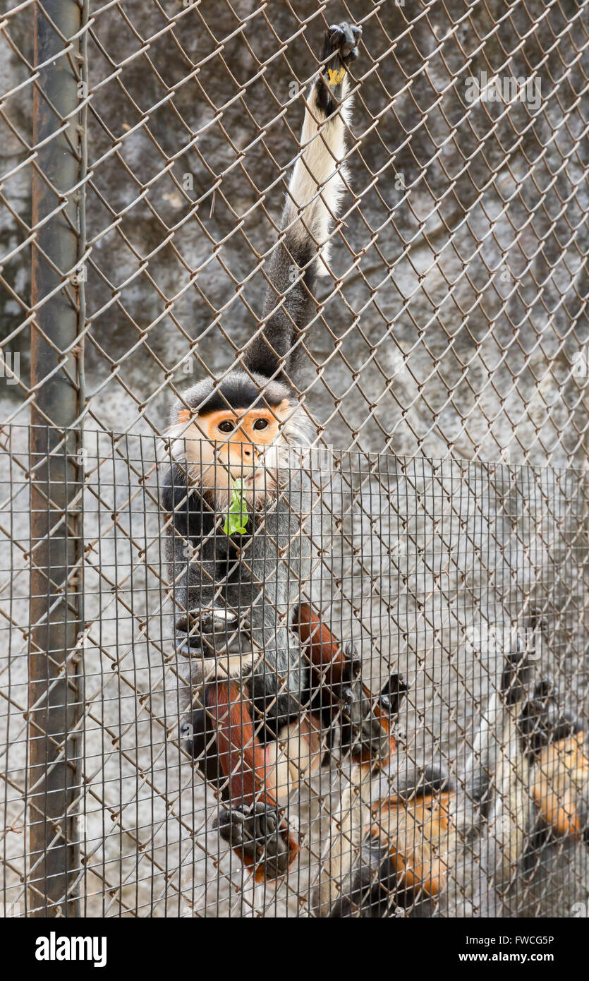 Red-shanked douc langur Banque D'Images