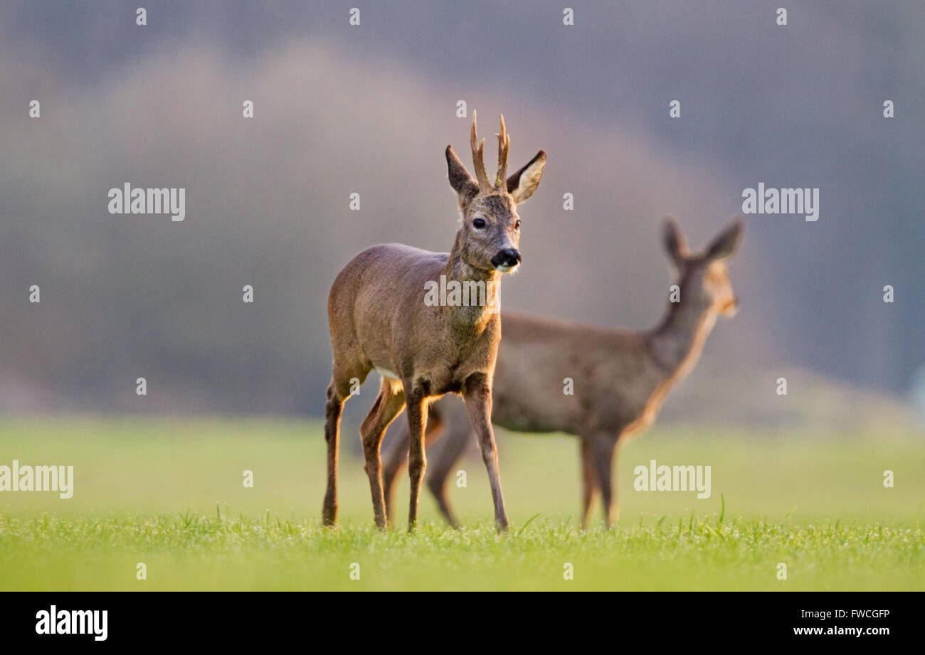 Deux chevreuils : un mâle et une biche Banque D'Images