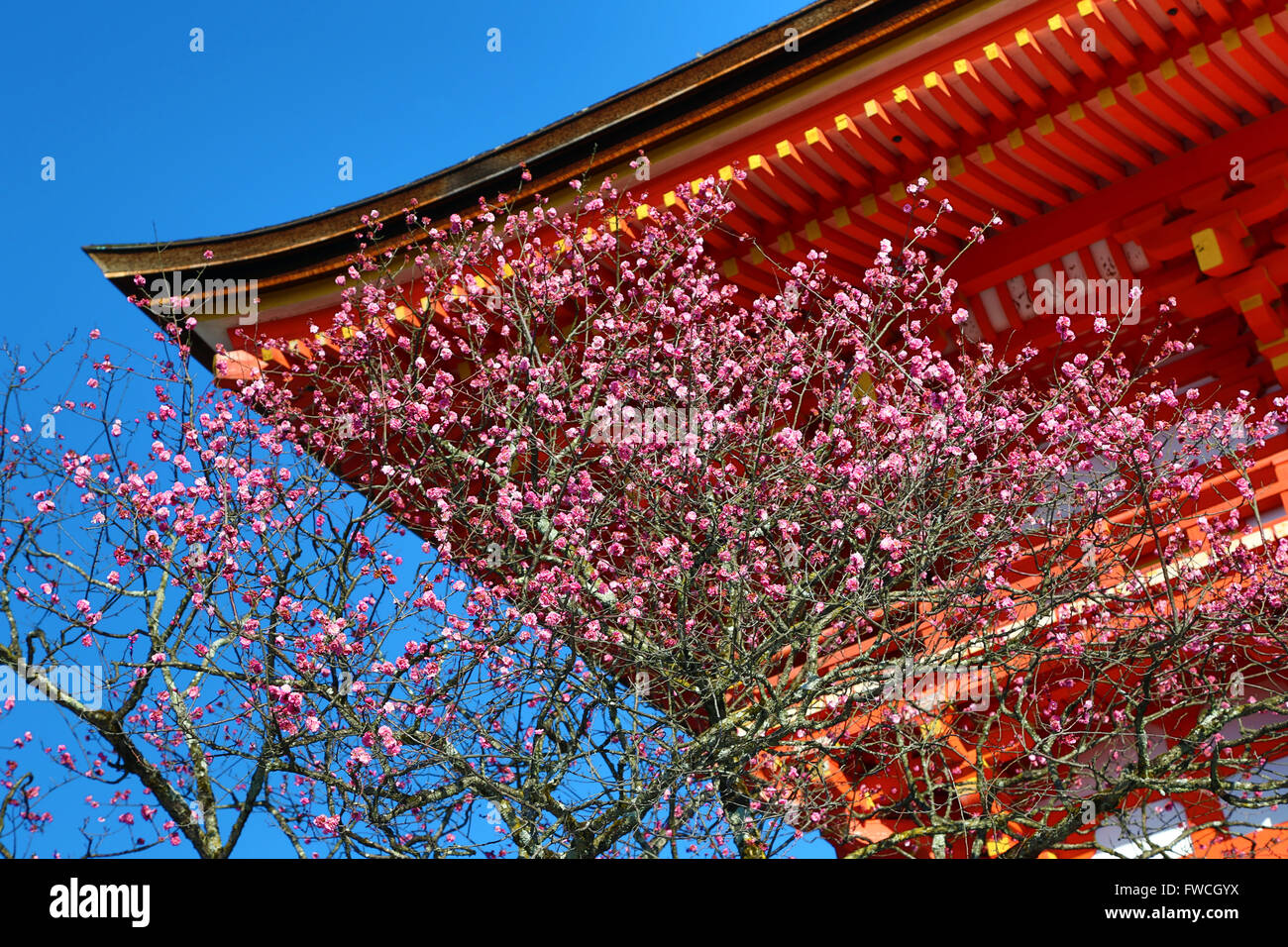 Pavillon orange en bois avec fleur de cerisier au Temple Kiyomizu-dera à Kyoto, Japon Banque D'Images