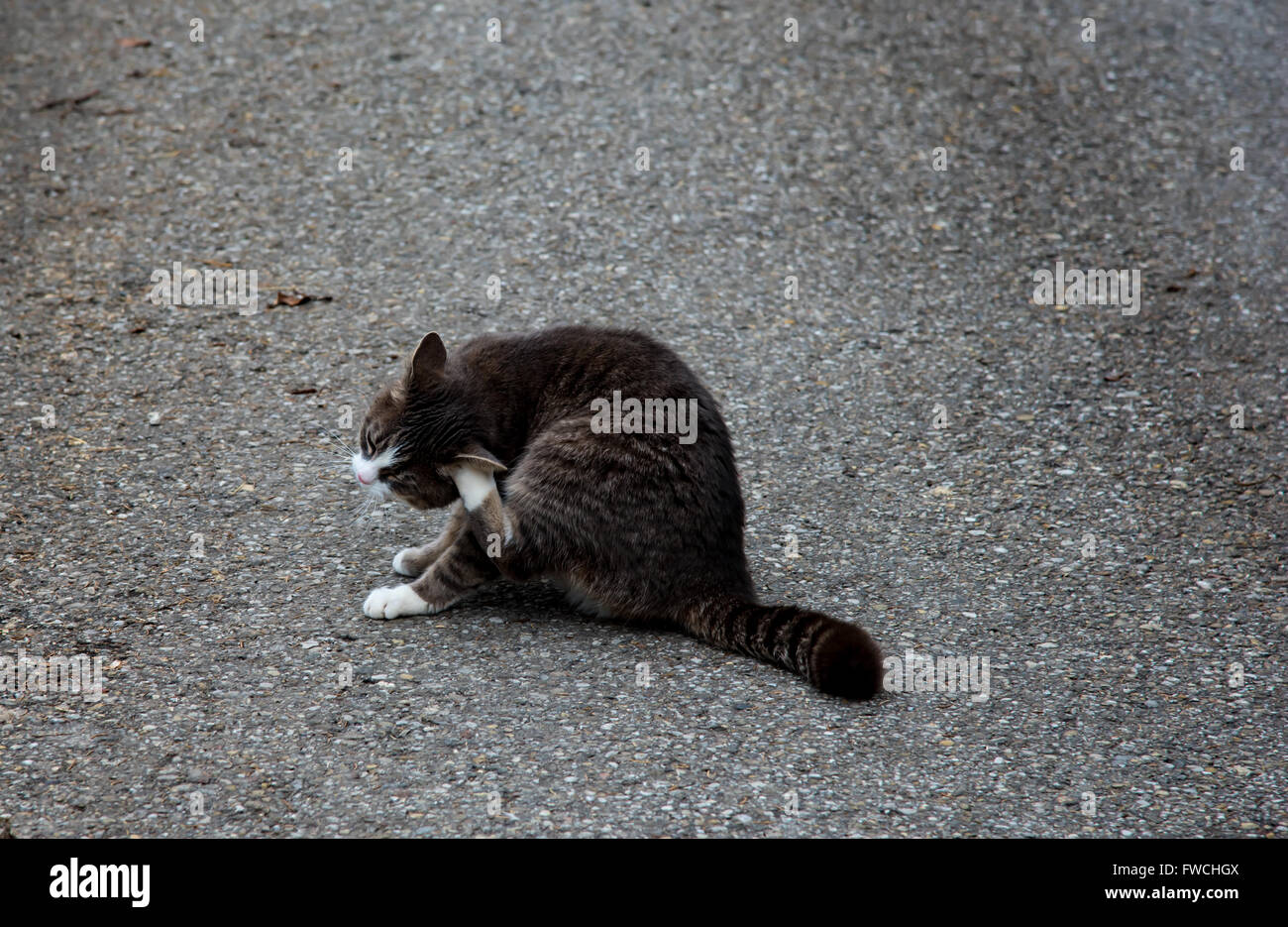 chat sur l’asphalte Banque D'Images