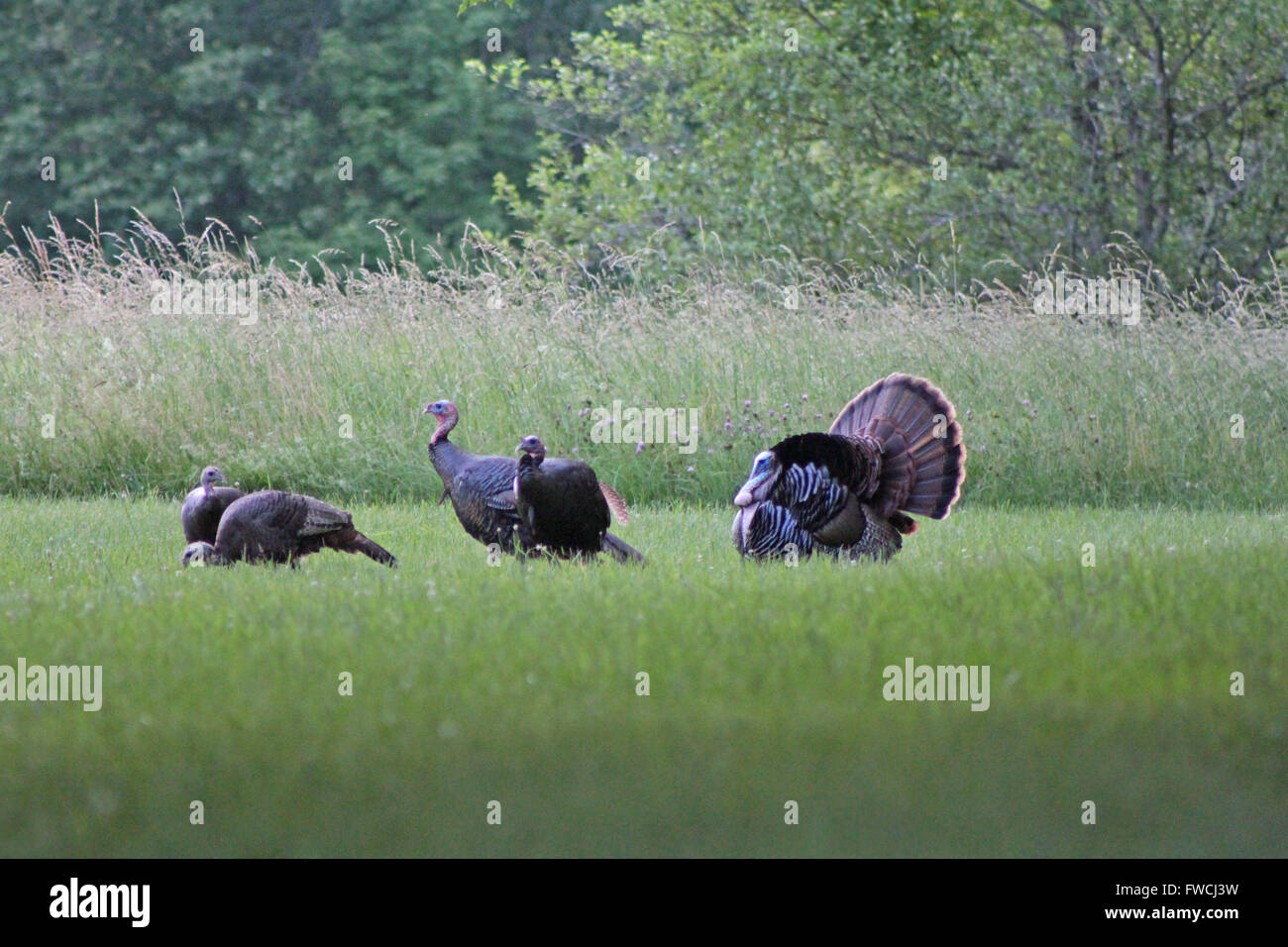 Le Dindon sauvage rare danse d'accouplement. Banque D'Images