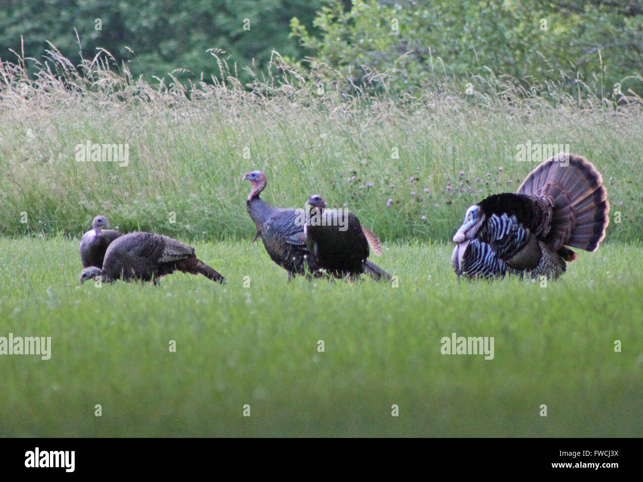 Le Dindon sauvage rare danse d'accouplement. Banque D'Images