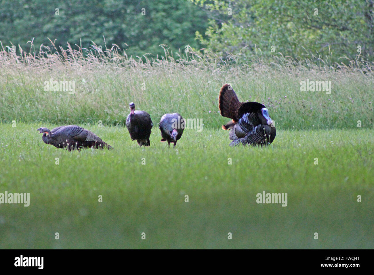 Le Dindon sauvage rare danse d'accouplement. Banque D'Images