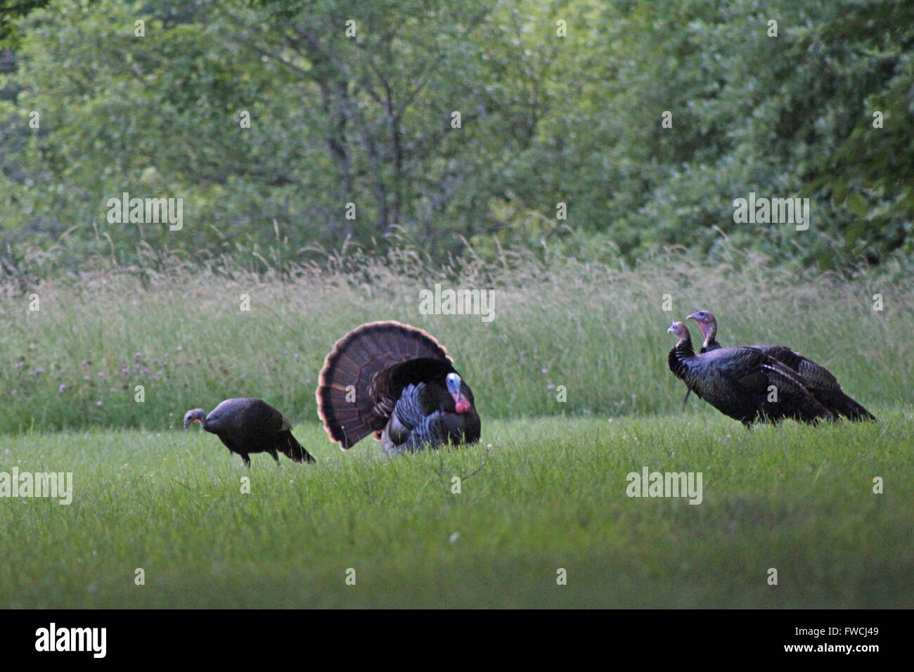 Le Dindon sauvage rare danse d'accouplement. Banque D'Images