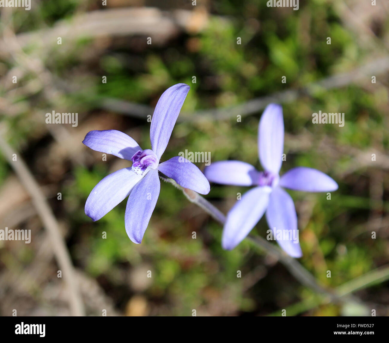 De minuscules fleurs sauvages d'australie occidentale la charmante petite orchidée bleu thelymitra crinita ou la Reine Lily orchid au printemps la floraison. Banque D'Images