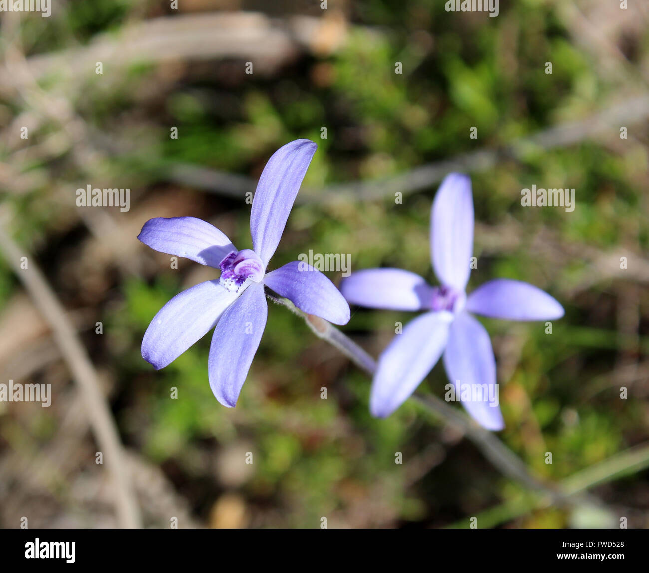 De minuscules fleurs sauvages d'australie occidentale la charmante petite orchidée bleu thelymitra crinita ou la Reine Lily orchid au printemps la floraison. Banque D'Images