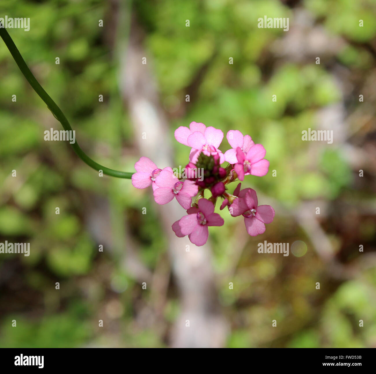 Fleurs roses de fleurs sauvages de l'Australie Occidentale Stylidium déclencher les plantes croissant dans la floraison des bois au printemps sont rares . Banque D'Images