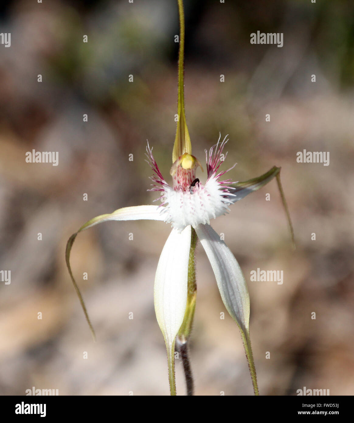 L'Australie Occidentale inhabituelle blanc et rose orchidée araignée caladenia paludosa une rare espèce protégée la floraison au printemps . Banque D'Images