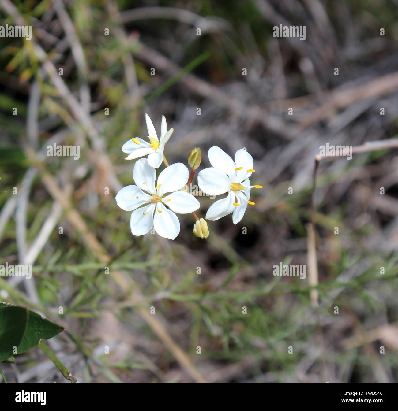 Six pétales de fleurs blanches d'Burchardia Milkmaids congesta ou un petit croissant de fleurs sauvages de l'Australie de l'Ouest au printemps. Banque D'Images