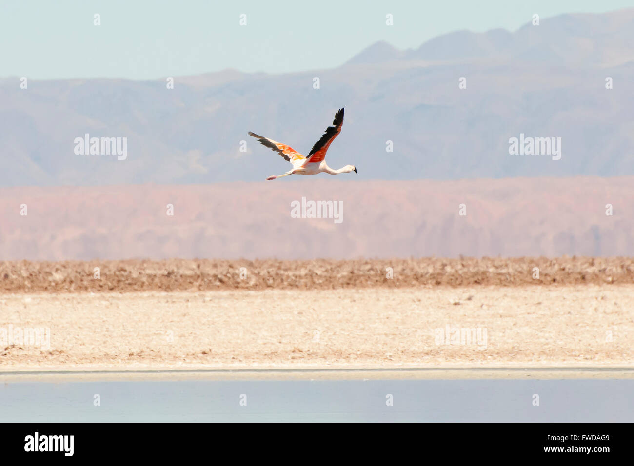 Flamingo - Lagune Chaxa - Chili Banque D'Images