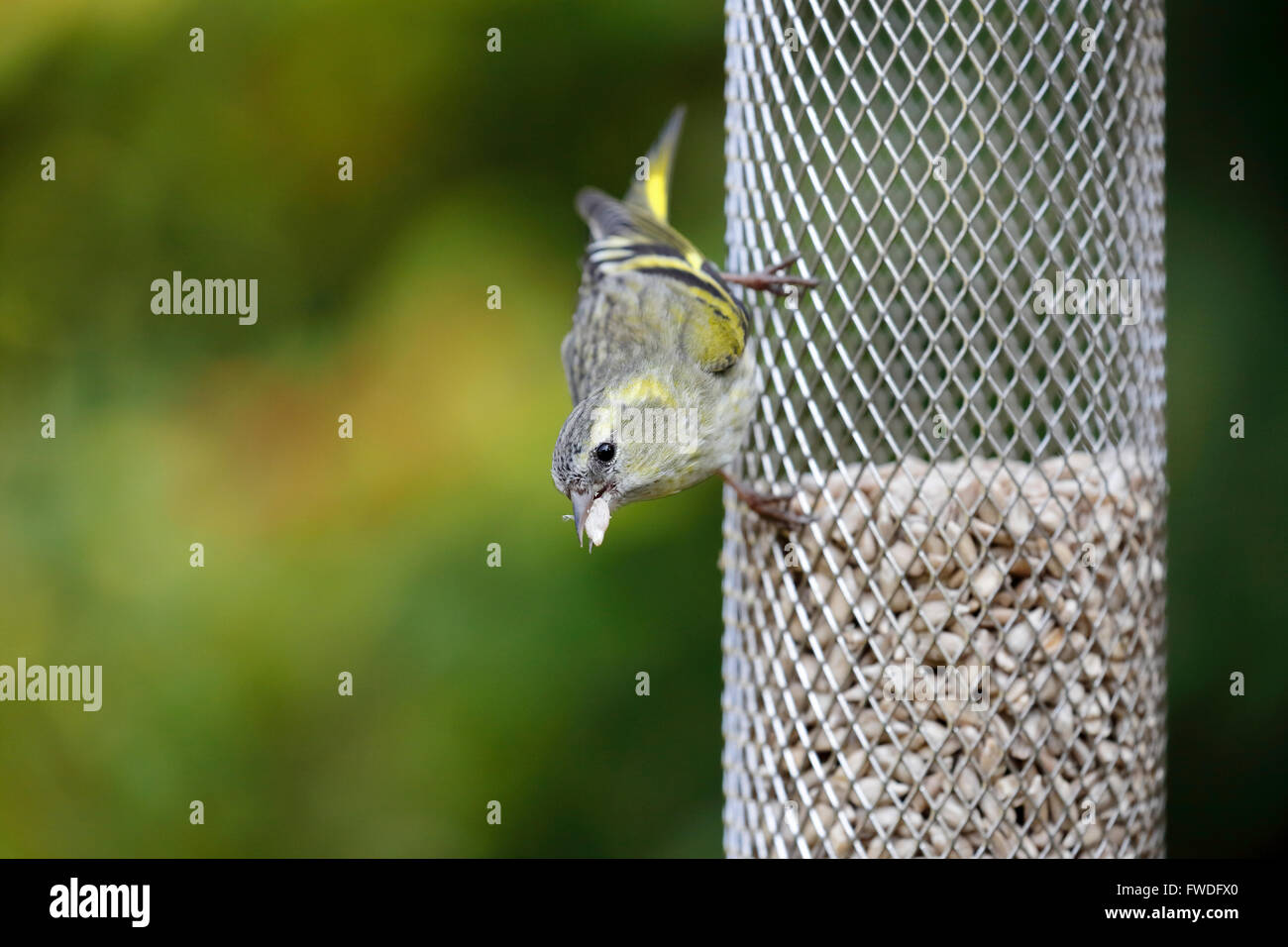 Eurasienne femelle tarin des pins (Carduelis spinus) sur une mangeoire à graines de tournesol dans un jardin à Surrey, dans le sud de l'Angleterre, Royaume-Uni Banque D'Images