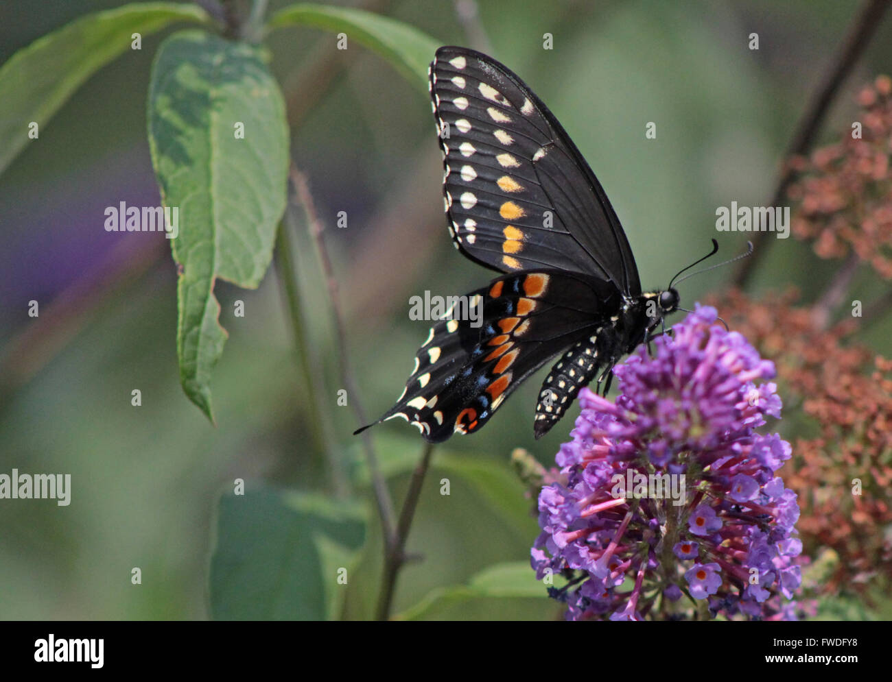 Black Swallowtail Butterfly , assez rare dans ces régions. Banque D'Images