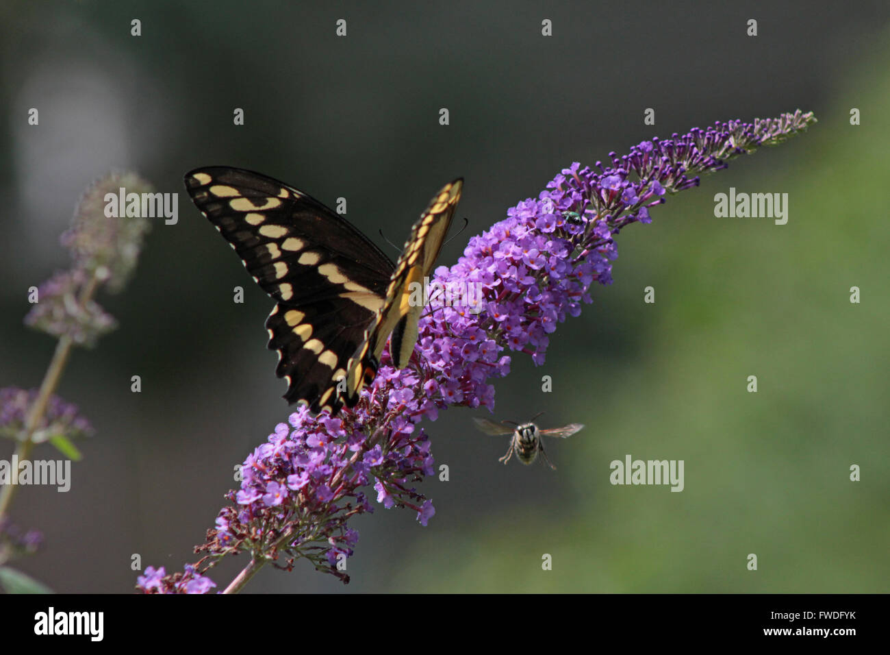 Giant Swallowtail Butterfly, La photographie d'espèces sauvages de l'Amérique du Nord, les papillons, Colin Andrews, Photographie Banque D'Images