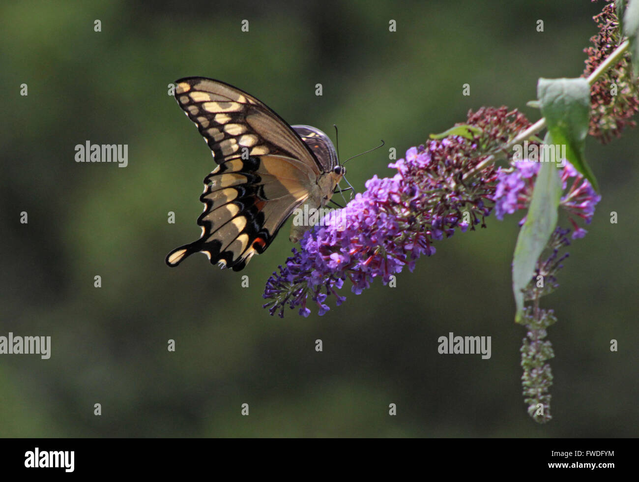 Giant Swallowtail Butterfly se nourrissant de pigment de bush, aussi connu comme arbre aux papillons Banque D'Images