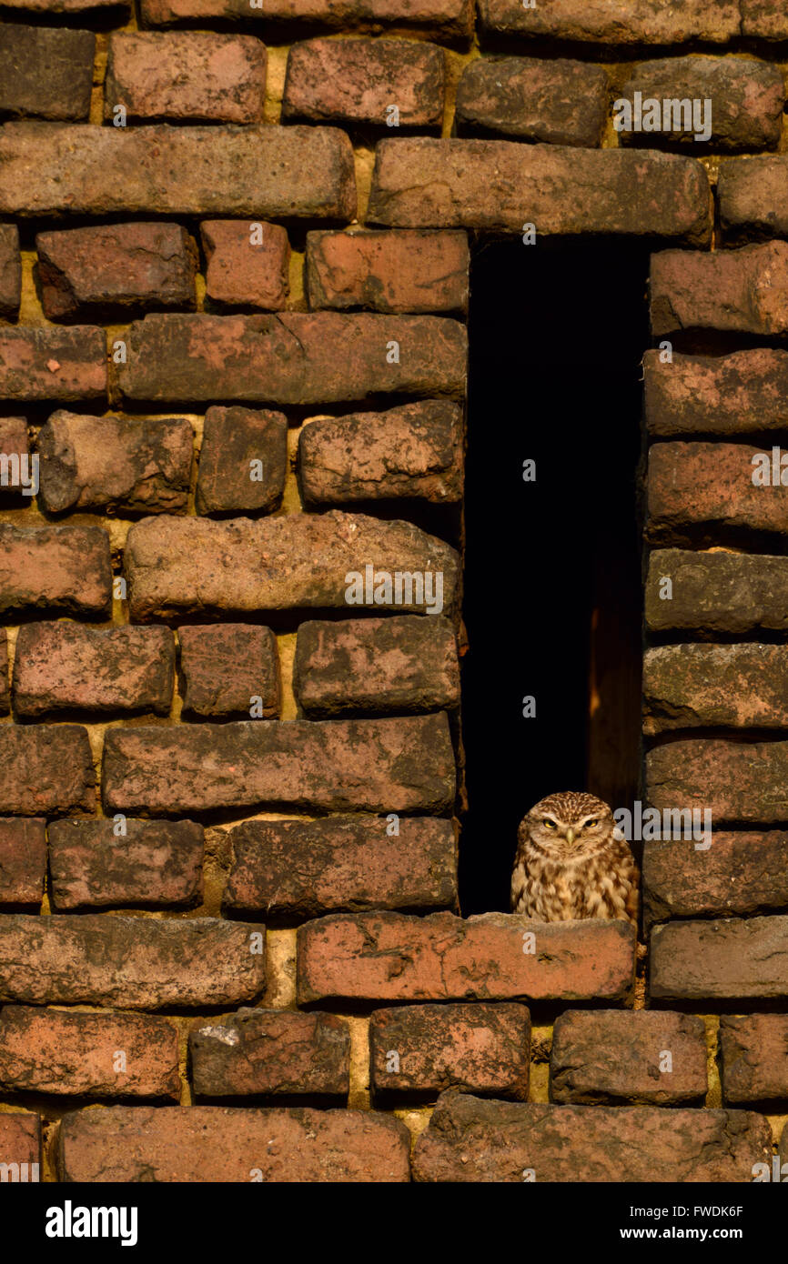 Petit hibou / Chouette Minervas ( Athene noctua ) assis, les bains de soleil dans un trou de chouette d'une ancienne ferme de construction de briques rouges. Banque D'Images