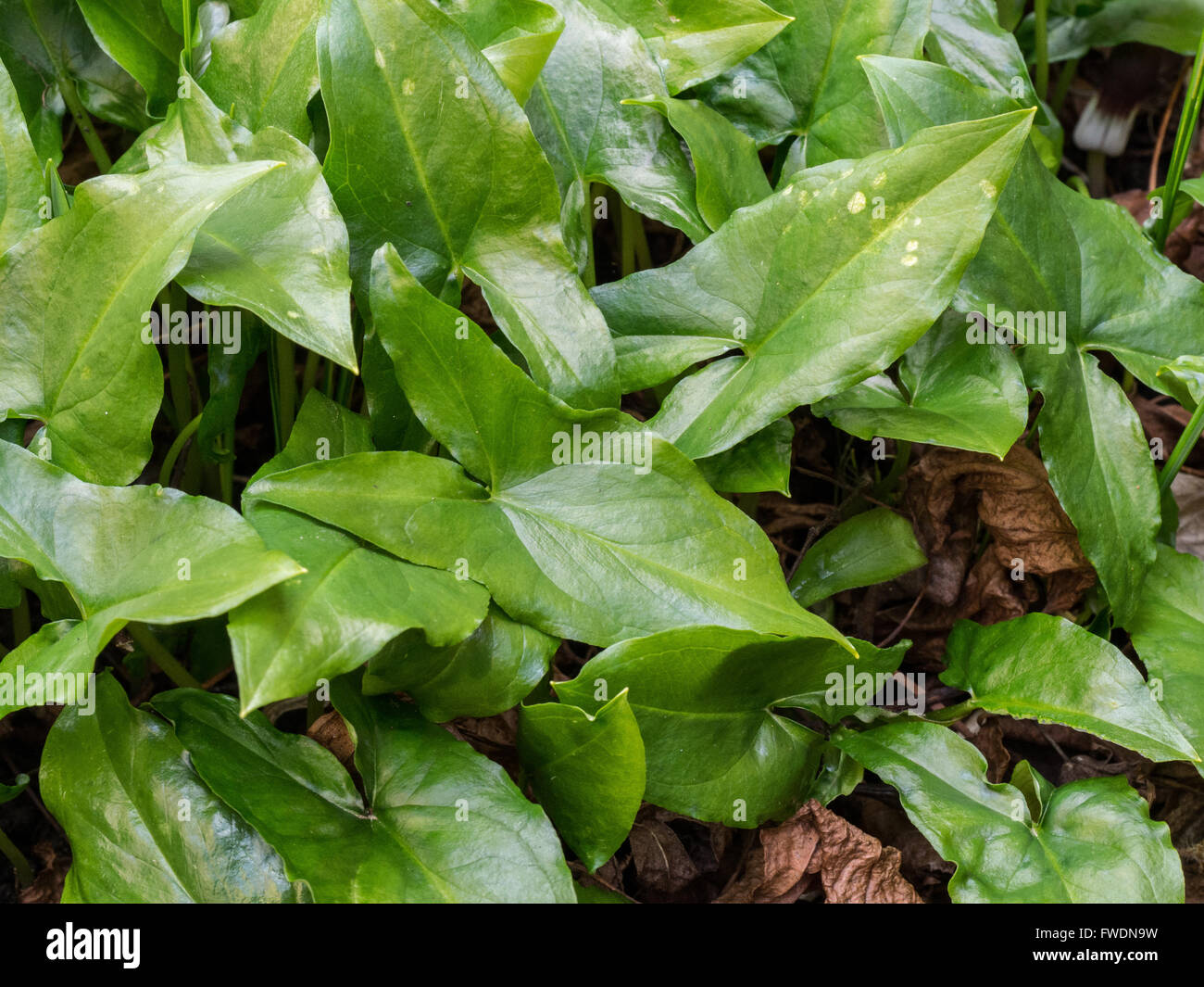 L'Arisarum proboscideum (Queue) feuillage des plantes de la souris Banque D'Images