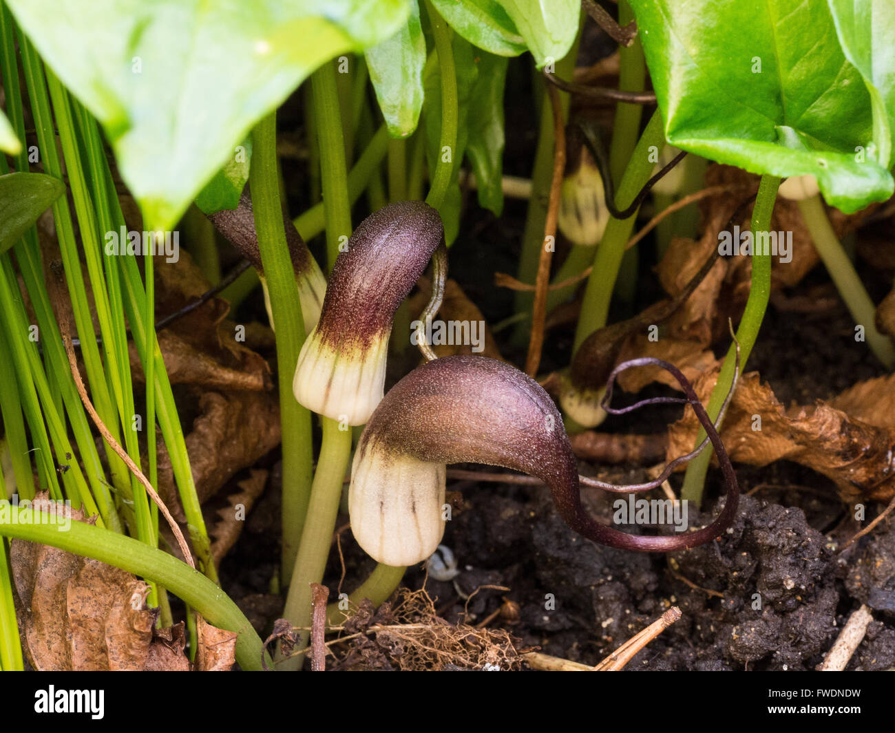 L'Arisarum proboscideum (queue de la souris) des plantes Fleurs Banque D'Images