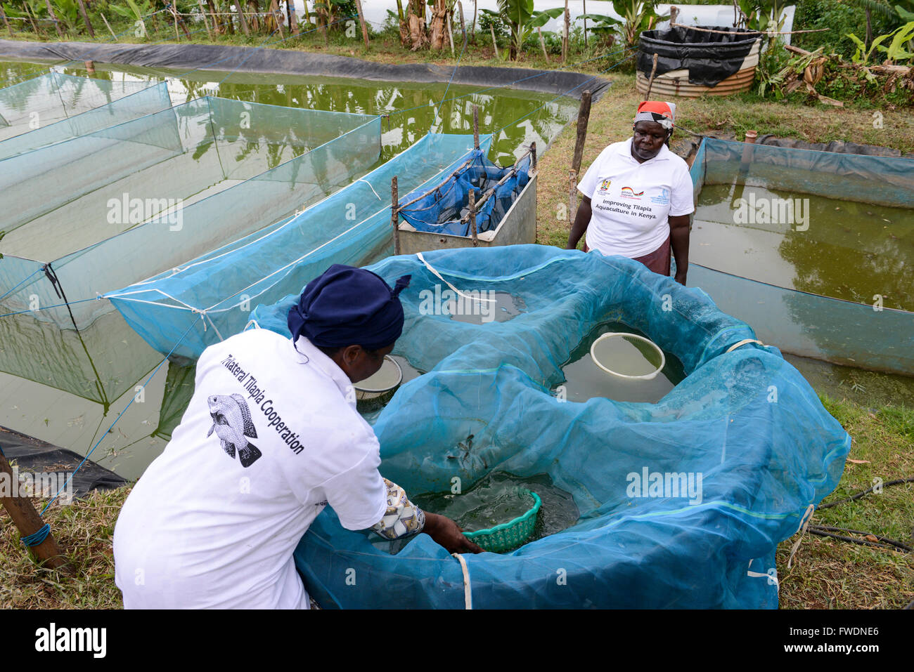 De Kisumu au Kenya, le tilapia l'élevage de poissons dans l'étang, femme entrepreneur recueillir les larves de poisson de Tilapia à la vente Banque D'Images