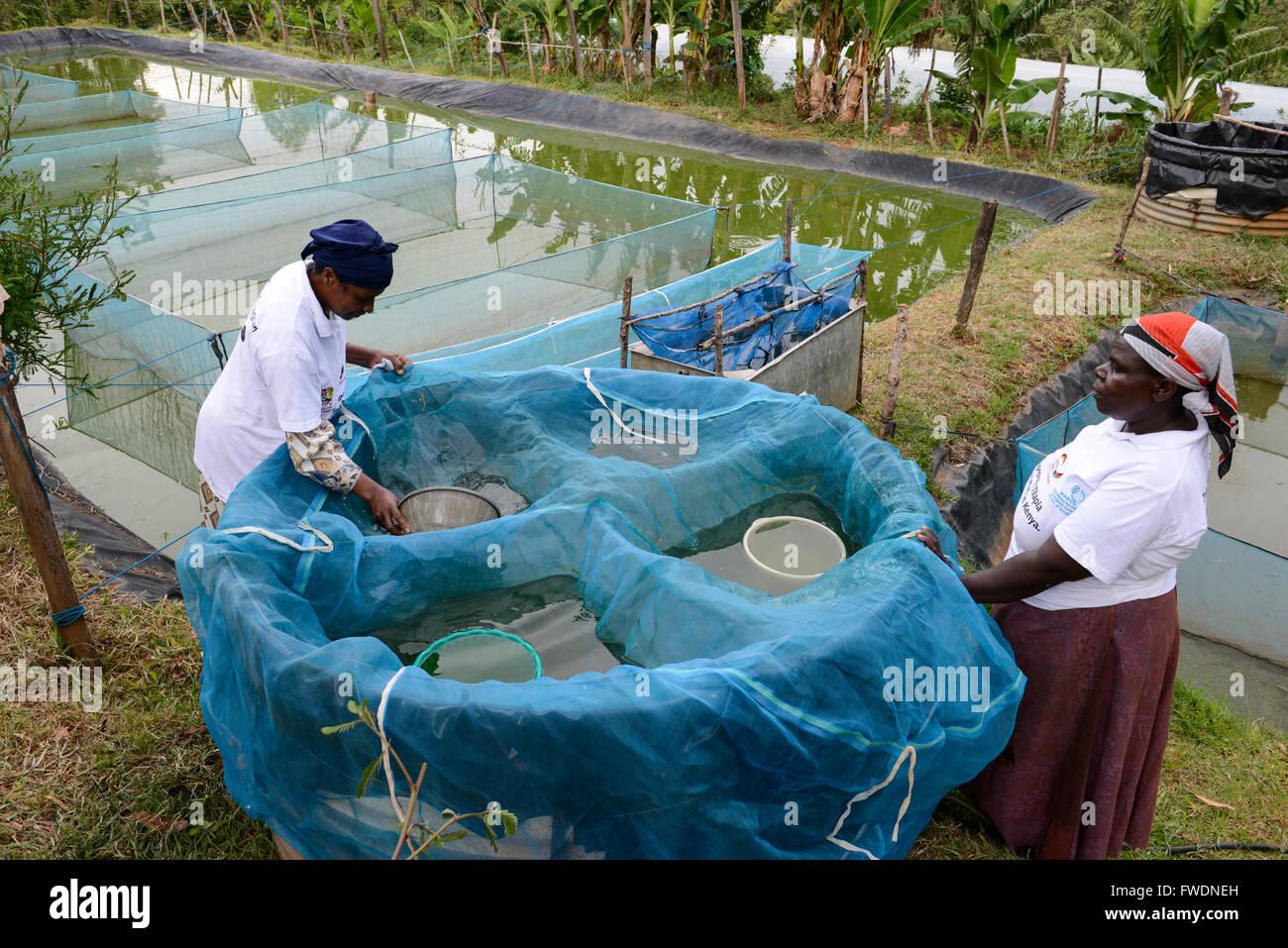 De Kisumu au Kenya, le tilapia l'élevage de poissons dans l'étang, femme entrepreneur recueillir les larves de poisson de Tilapia à la vente Banque D'Images