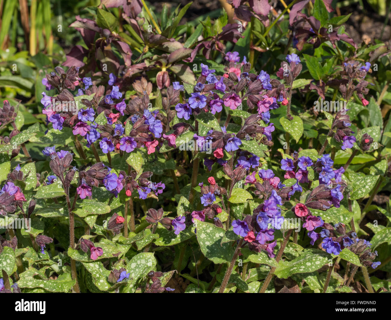 Pulmonaria officinalis fleurs Banque D'Images