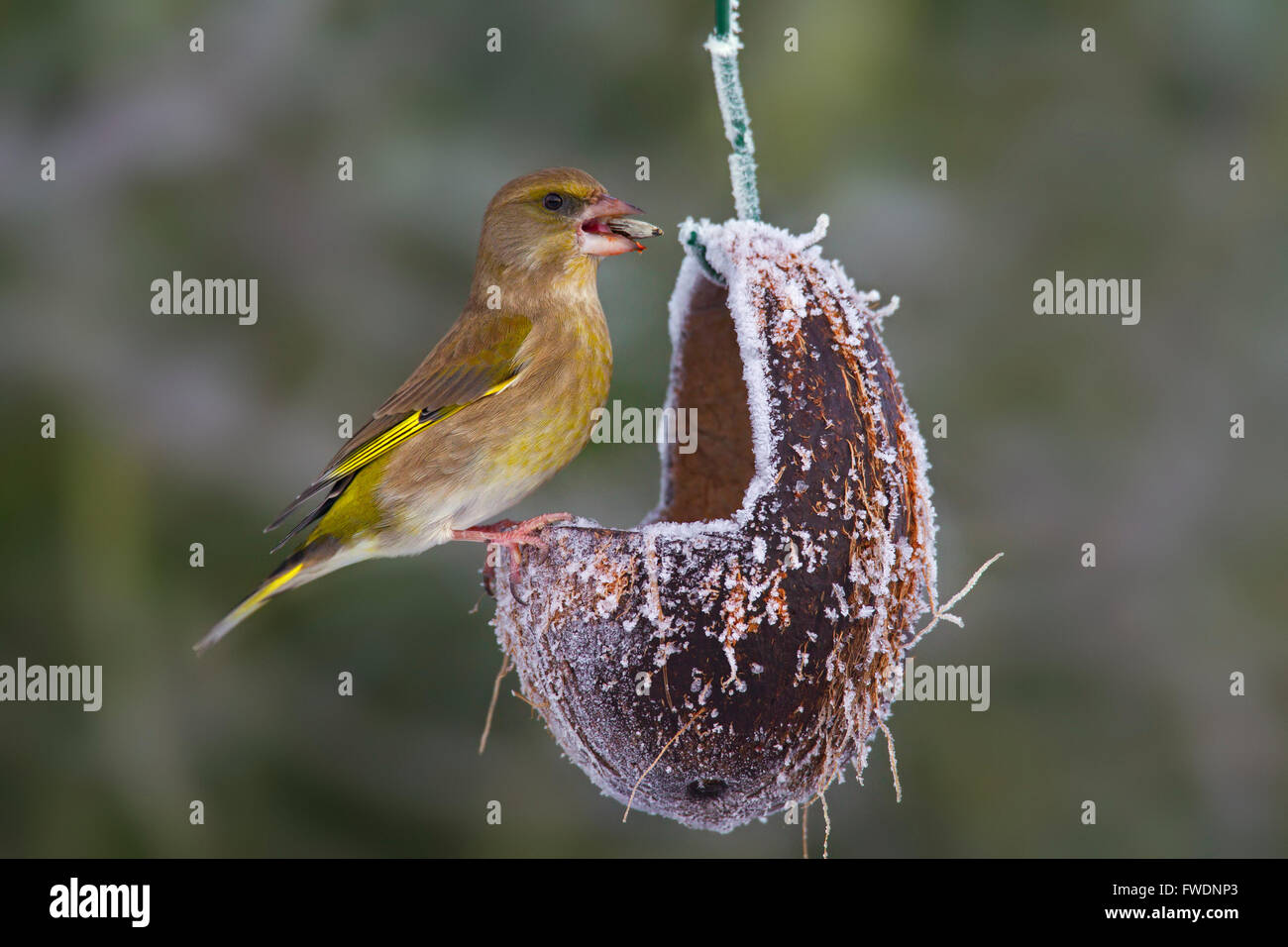 Verdier d'Europe (Carduelis chloris Chloris chloris / femelle) de semences à manger Jardin mangeoire pour oiseaux en hiver Banque D'Images