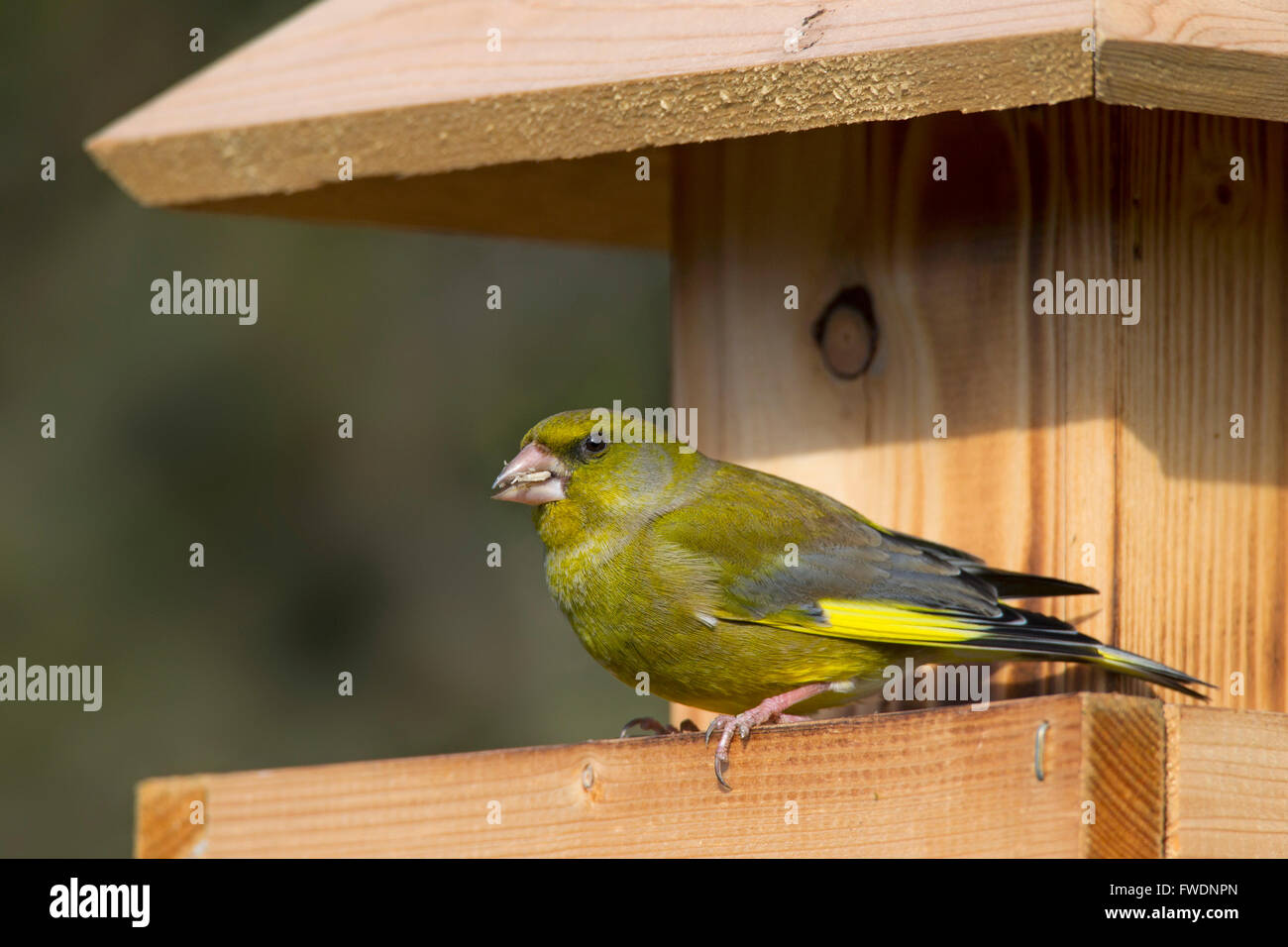 Verdier d'Europe (Carduelis chloris Chloris chloris /) de manger à la mangeoire de jardin Banque D'Images