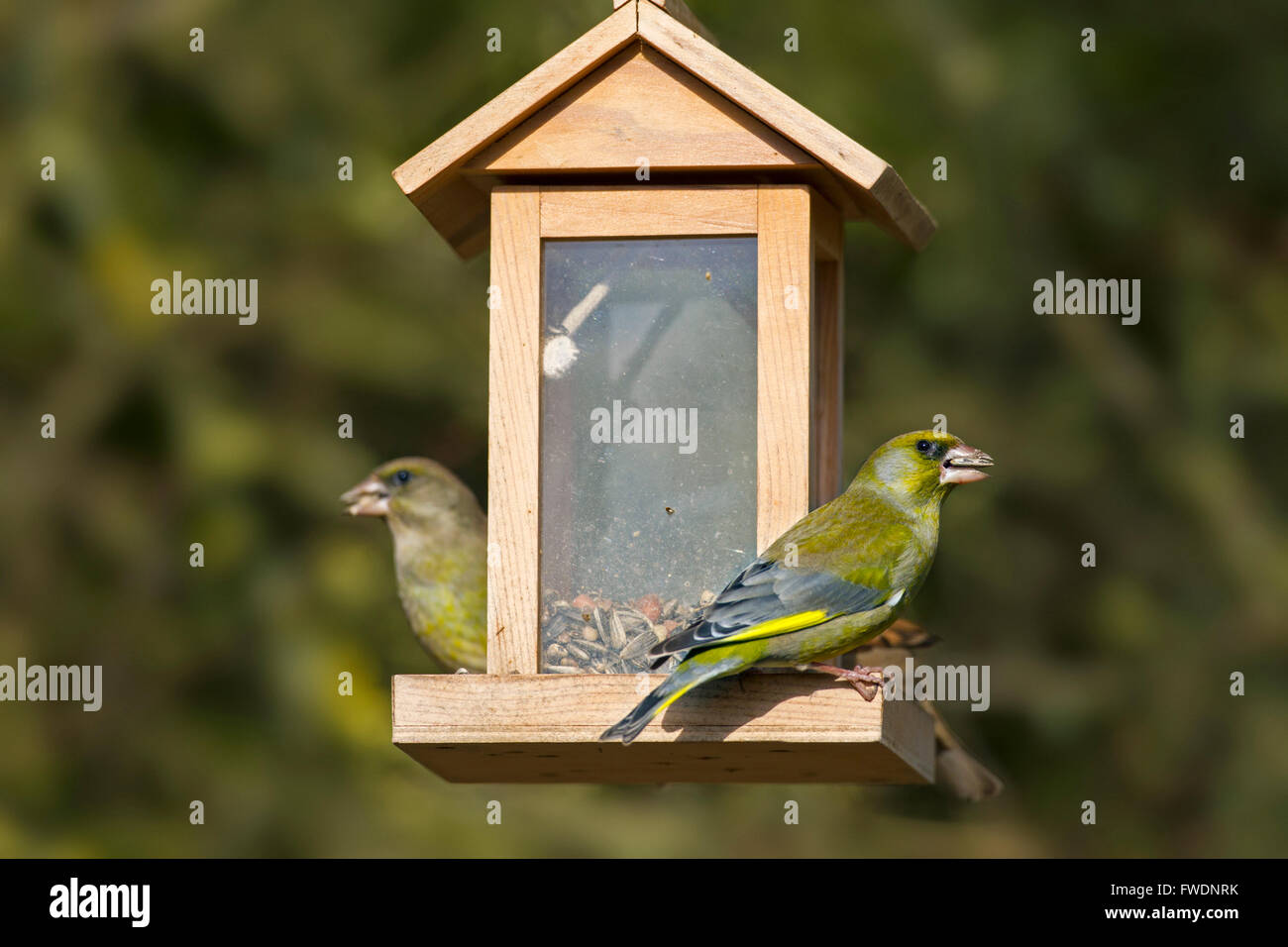 (Chloris chloris greenfinches européenne / Carduelis chloris), hommes et femmes de manger la semence à paire jardin mangeoire pour oiseaux Banque D'Images