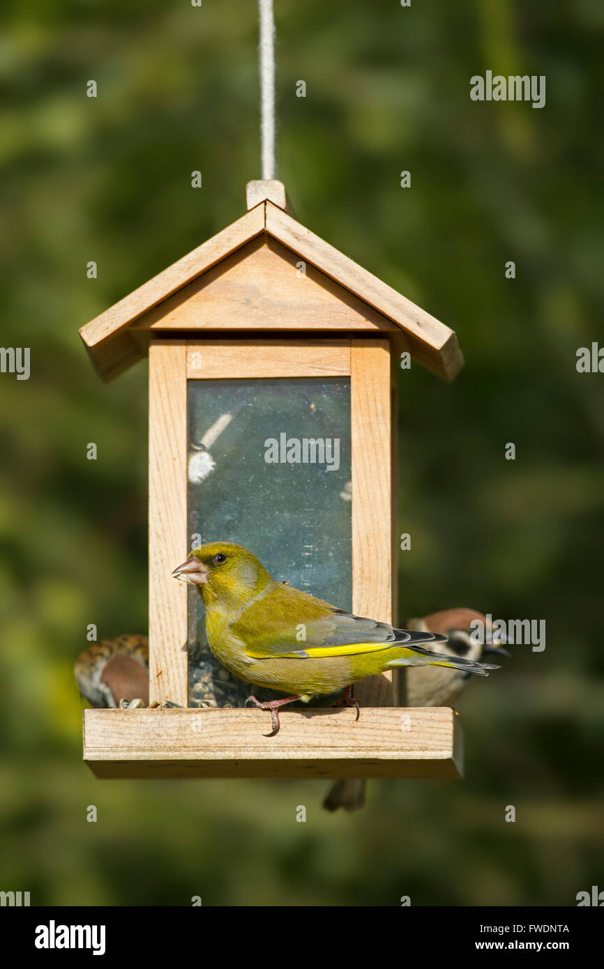 Verdier d'Europe (Carduelis chloris Chloris chloris / arbre) et les moineaux (Passer montanus) s'alimenter à jardin mangeoire pour oiseaux Banque D'Images