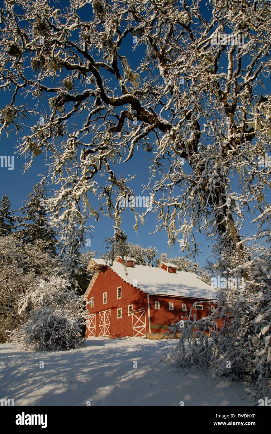 La neige recouvre le grange historique en hiver à William L. Finley National Wildlife Refuge près de Corvallis, Oregon. Banque D'Images