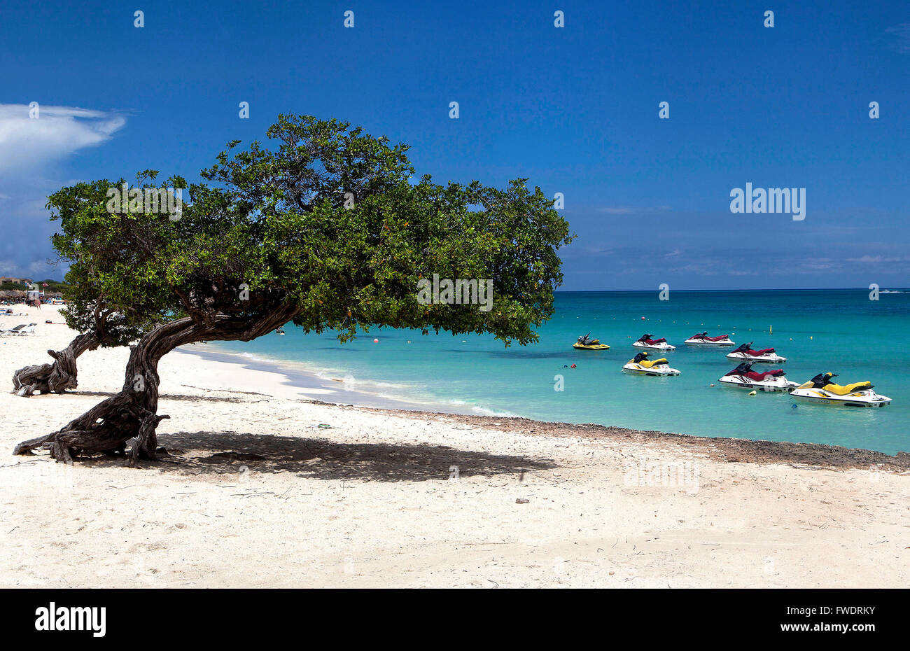 Îles ABC (Aruba, Bonaire et Curaçao) de plus en plus vers le Sud : divi tree sur la plage d'Oranjestad, Aruba Banque D'Images
