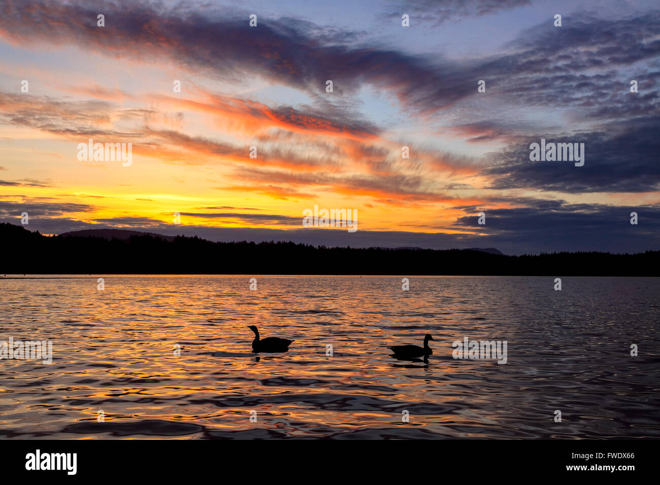 Paire de bernaches du Canada qui se profile sur Elk Lake at sunset-Victoria, Colombie-Britannique, Canada. Banque D'Images