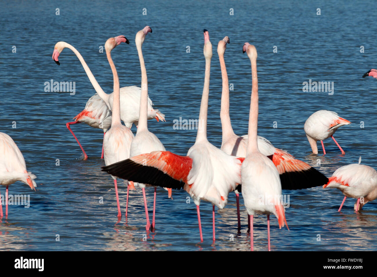 Flamants Roses dans la réserve ornithologique de Pont de Gau, Les Saintes Maries de la mer, Camargue, France Banque D'Images