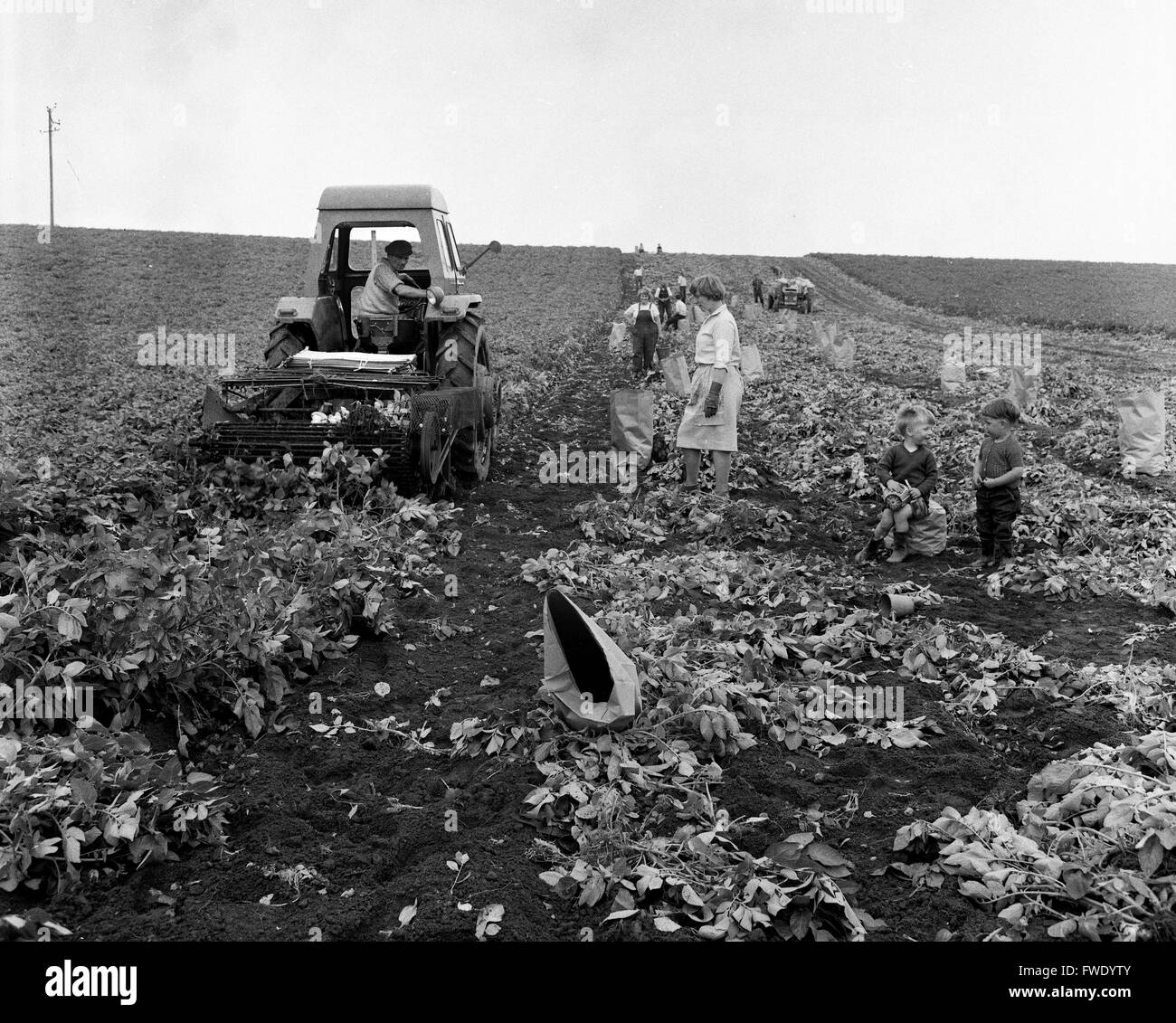 La récolte de pommes de terre des femmes Grande-bretagne 1962 1960 les enfants jouent pendant que les mères travaillent à la ferme. Banque D'Images