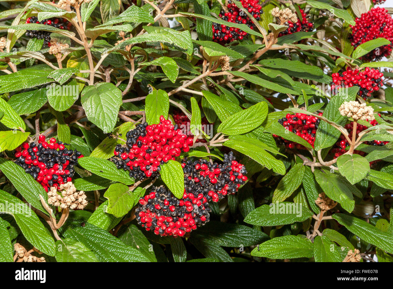 Hoarwithy Twistwood Wayfaring Tree, Arbre Viburnum lantana repas de fruits d'automne Banque D'Images