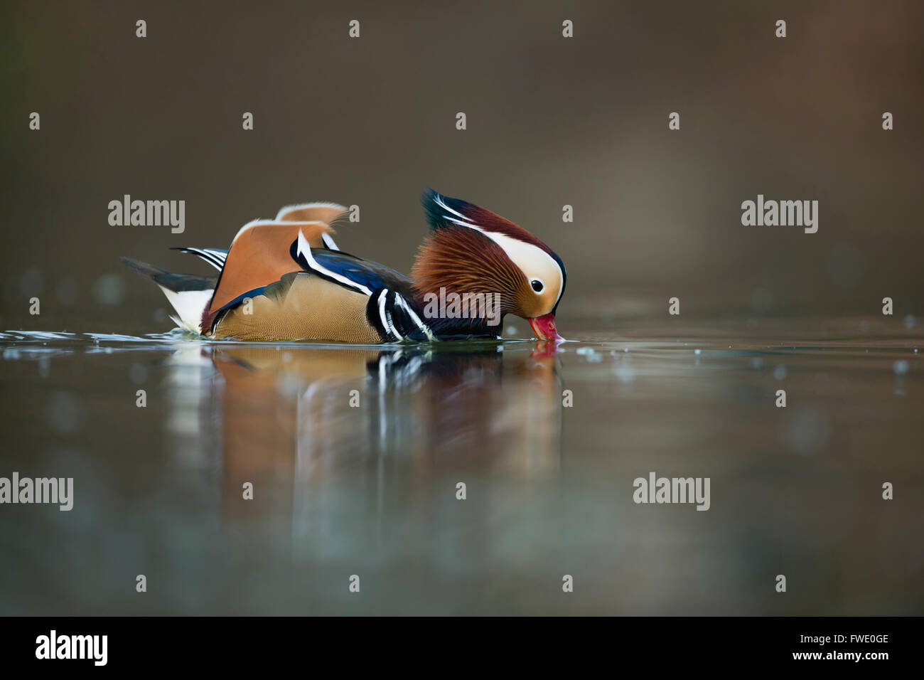 Canard mandarin ( Aix galericulata ), drake coloré en robe d'élevage, sirote un peu d'eau, la faune, l'Europe. Banque D'Images