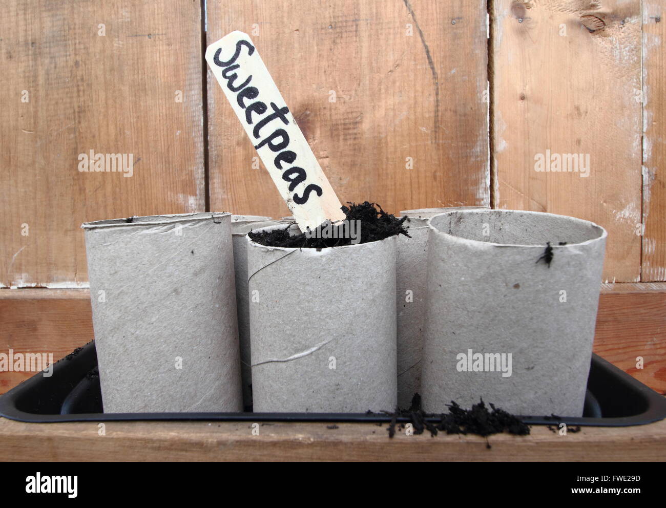 Pois de graines semées en rouleau de papier toilette en carton emballages intérieurs au début d'avril, d'un jardin intérieur, England UK Banque D'Images