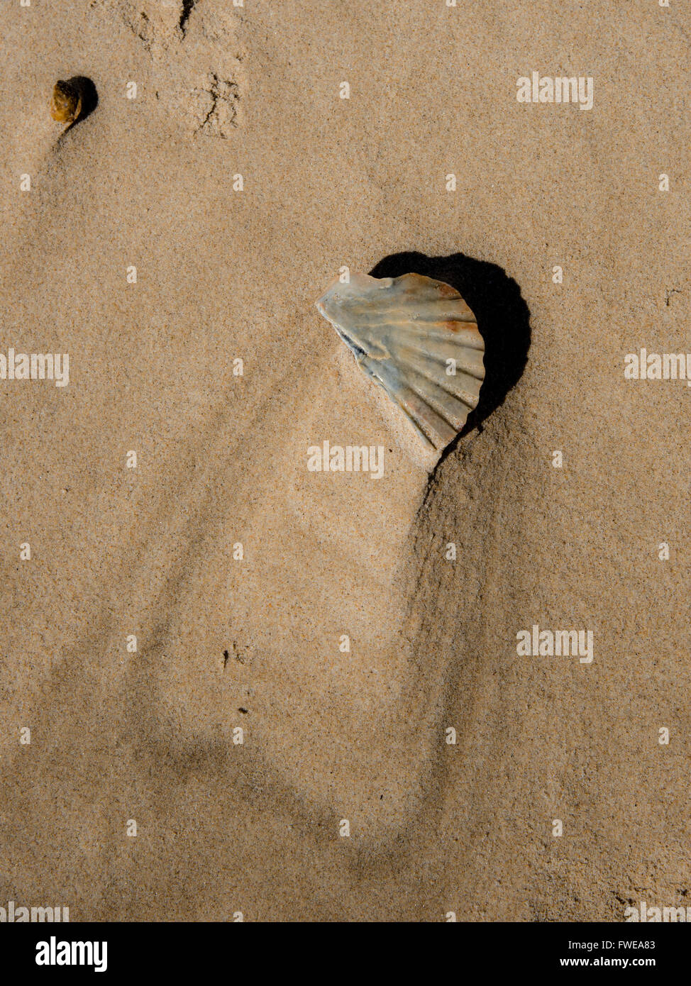Un coquillage sur une plage de l'Algarve, au Portugal. Banque D'Images