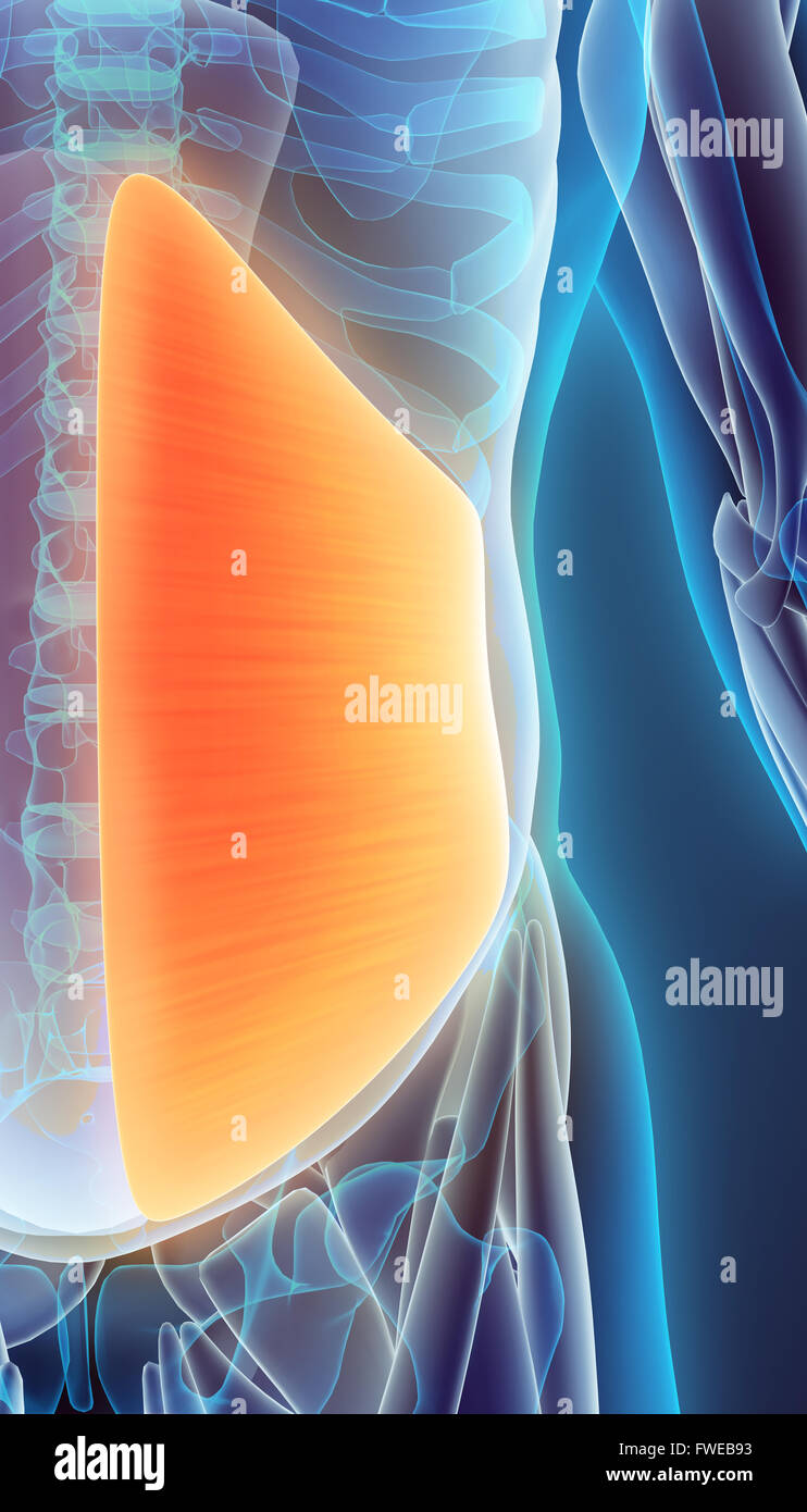 3D illustration de muscle obliquus, partie de l'anatomie musculaire. Banque D'Images