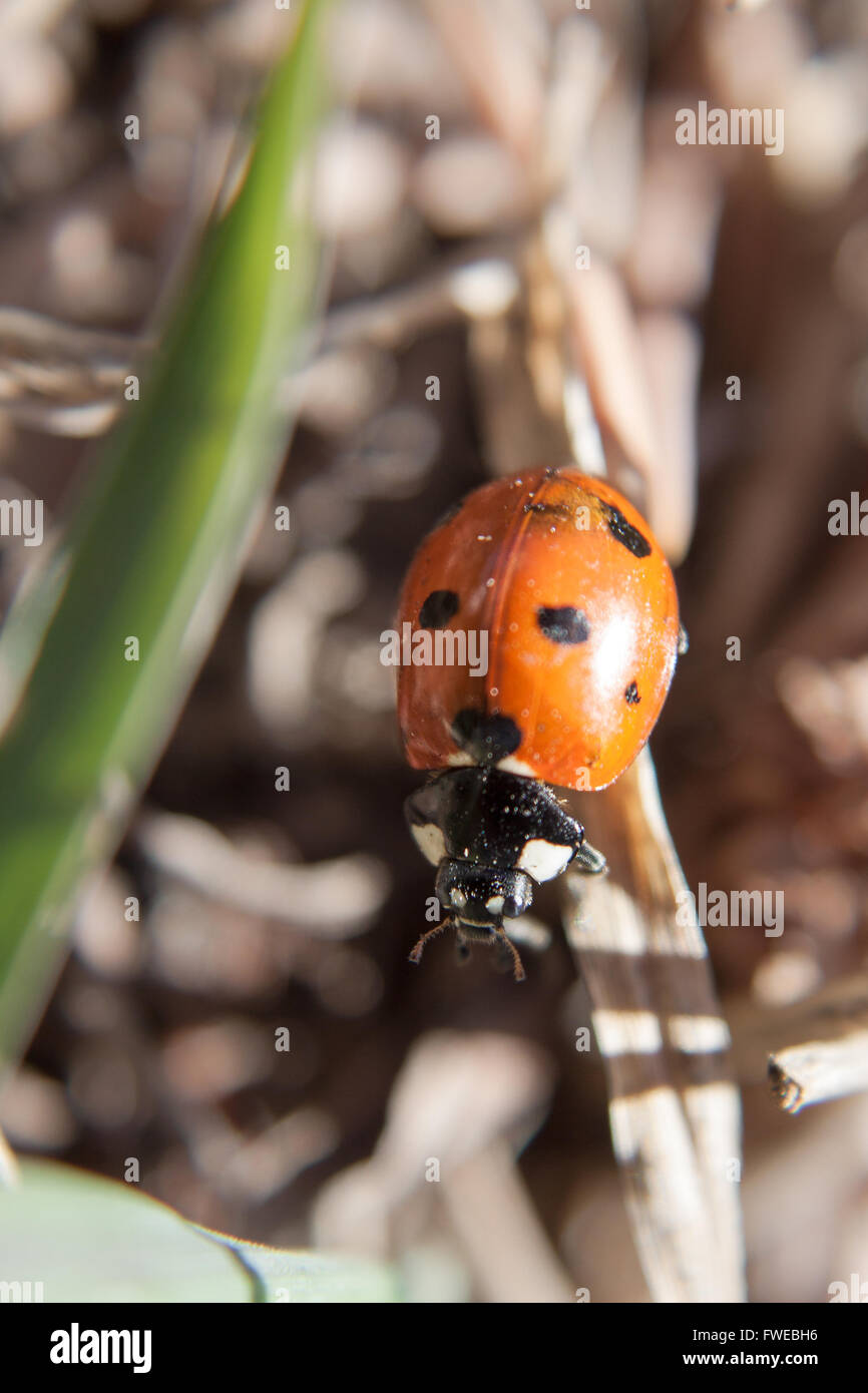 Lady bug occupé au printemps Banque D'Images