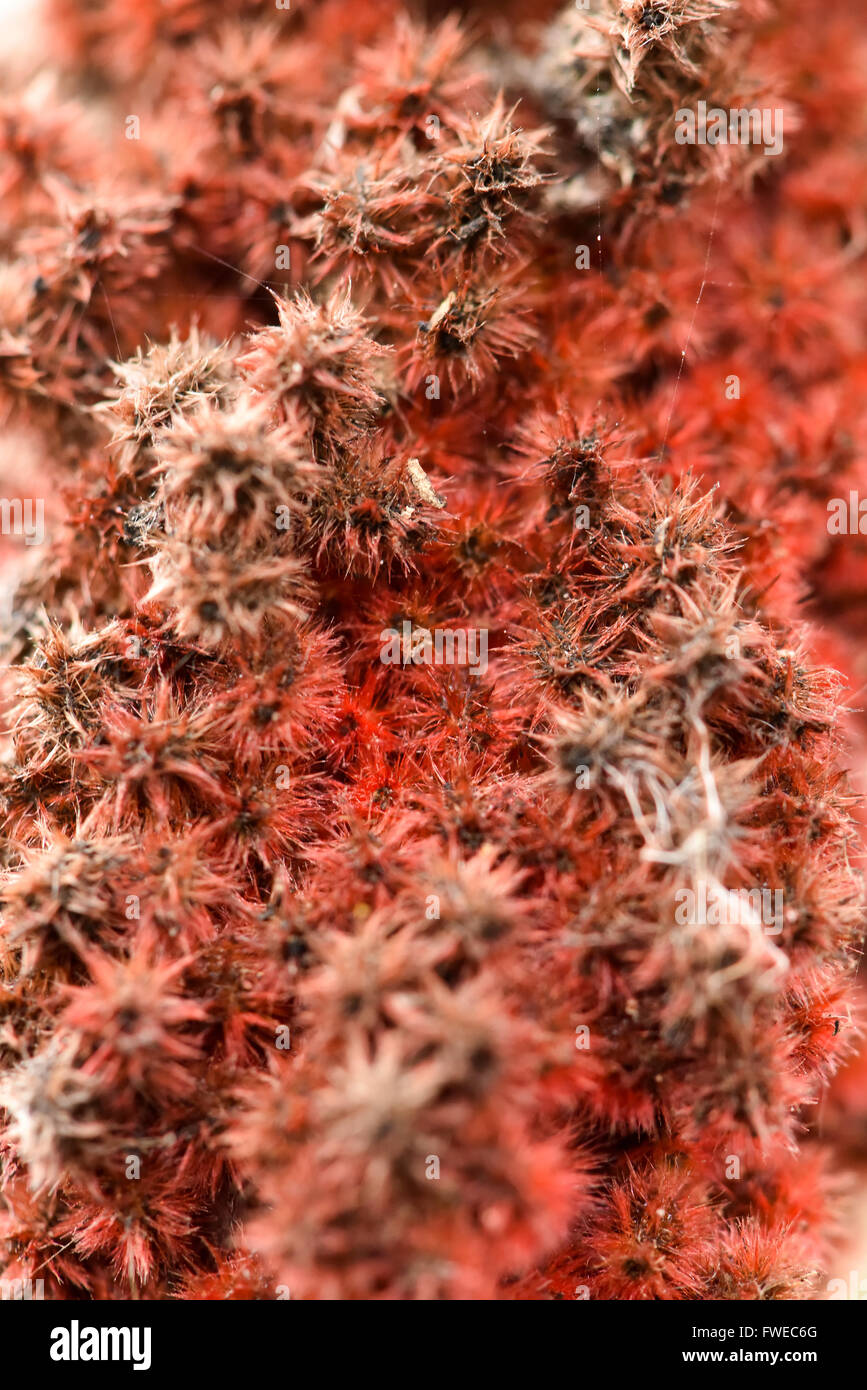 Cactus rouge sec en lumière naturelle Banque D'Images